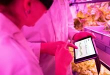 maximize growth with digital tools